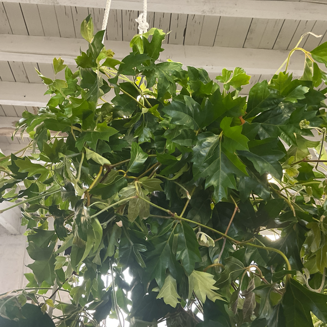 Cissus Rh Ellen Dan
