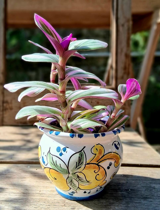 C116 . Tradescantia in cachpot maiolicato