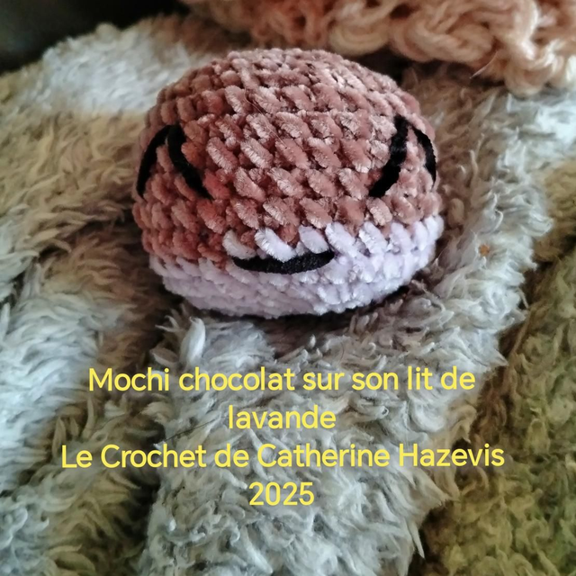 2025 Mochi chocolat sur son lit de lavande