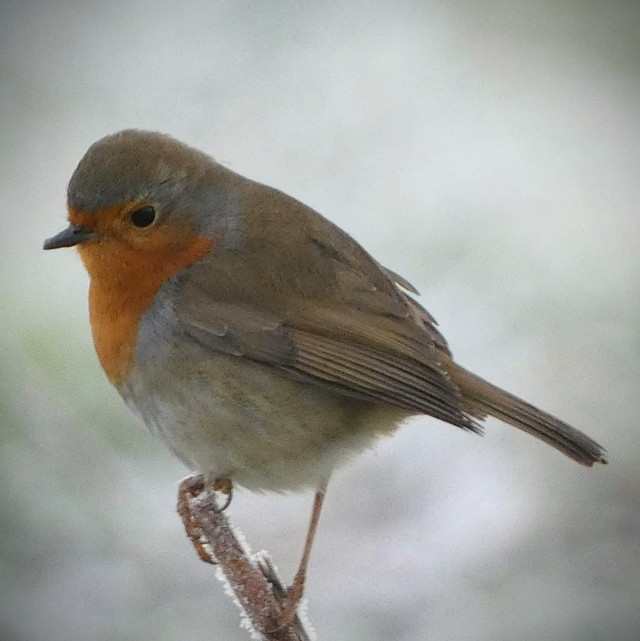 &#039;Robin&#039;