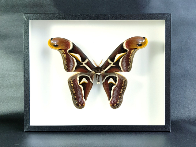 Archaeoattacus edwardsii