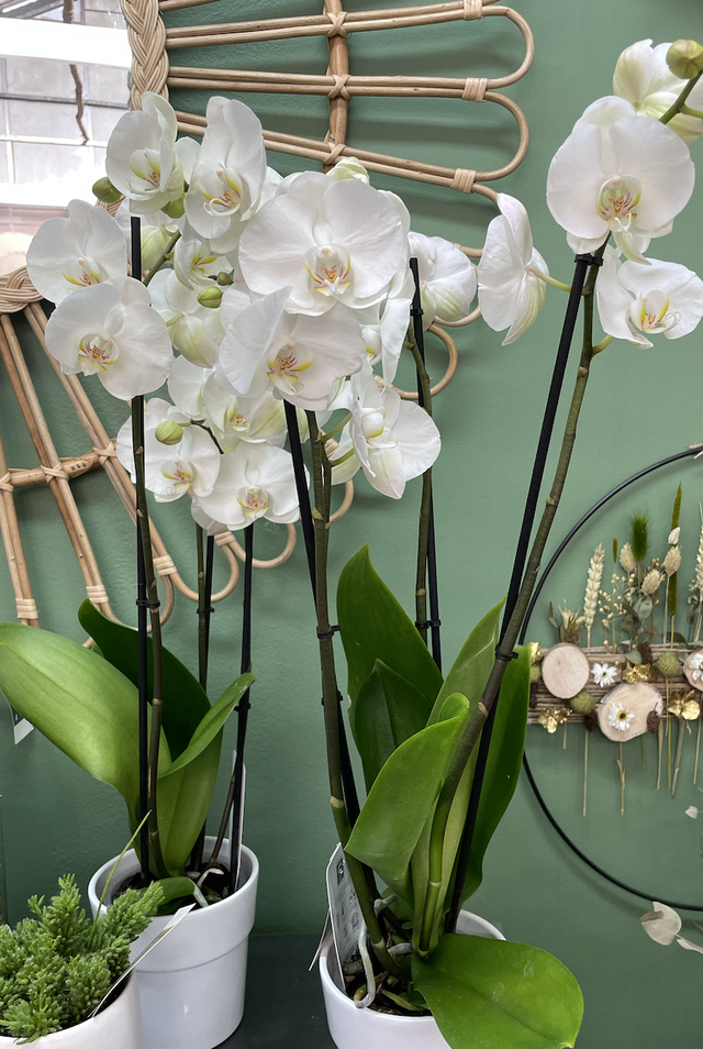 Orchidee blanche 