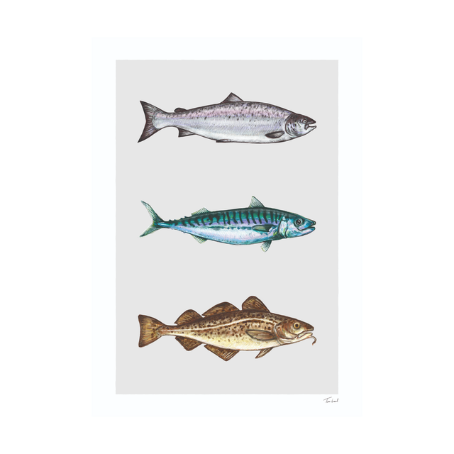 Fish of the Atlantic