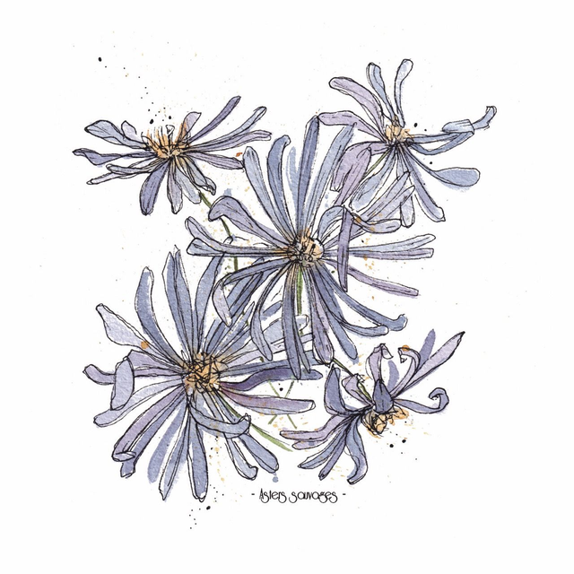 Asters