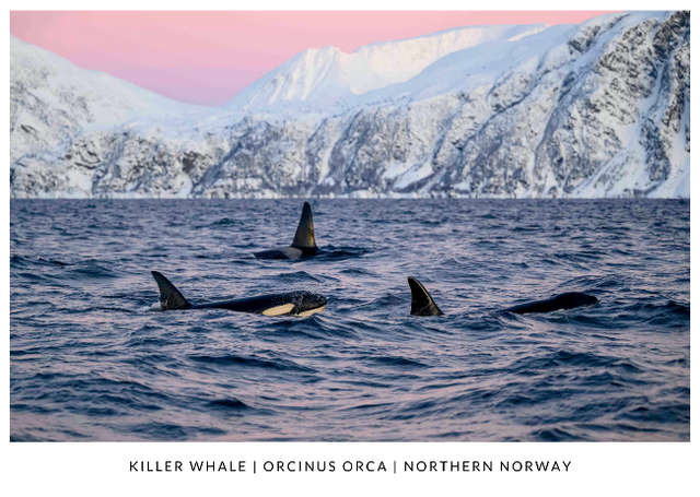 Postcard : Orcas in rough sea