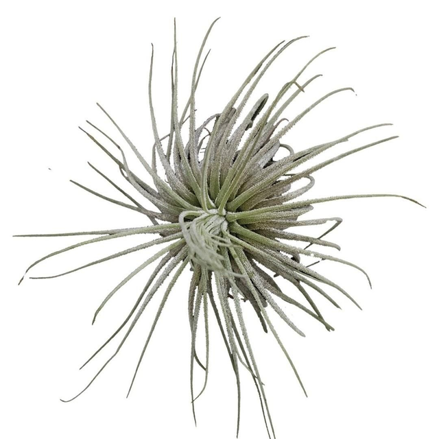 PT Tillandsia Magnusiana 8715897361708