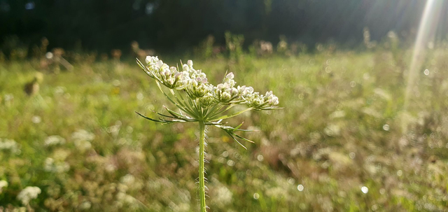 Carotte sauvage (Daucus carota )
