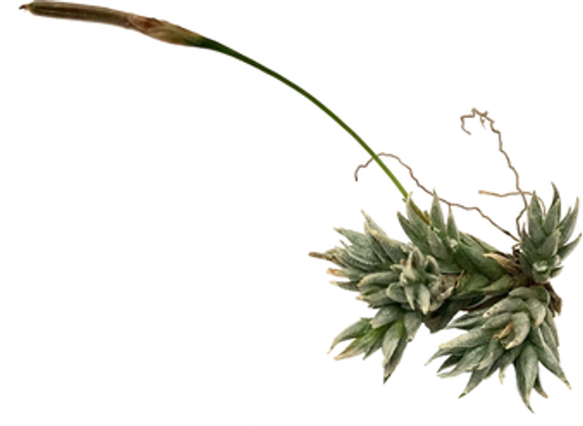 Tillandsia aizoides