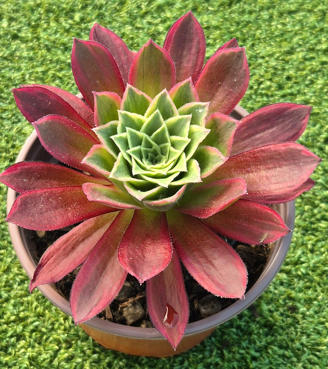 Aeonium fenghuang brocade 'Variegata'
