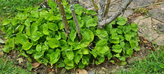 viola odorata - 9cm pot