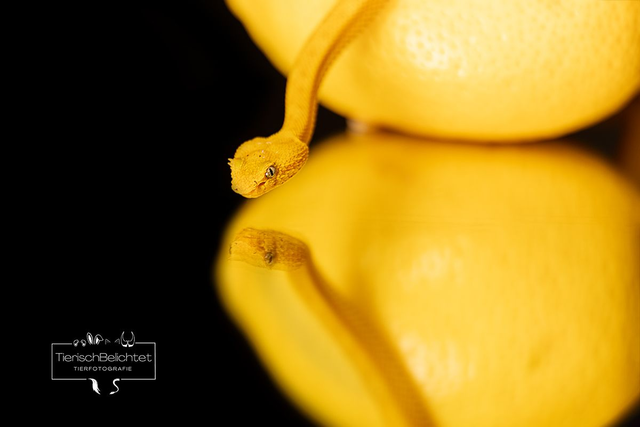 Greifschwanz-Lanzenotter - Querformat