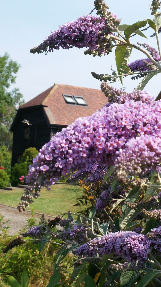 Buddleja Lochinch - 1ltr pot