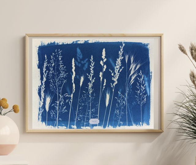 Cyanotype Poaceae (30x40 cm) - n°396 - sans cadre