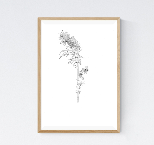 Chardon, silybum marianum