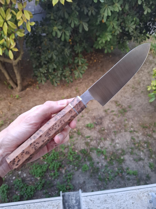 Multi 15cm - Loupe de thuya