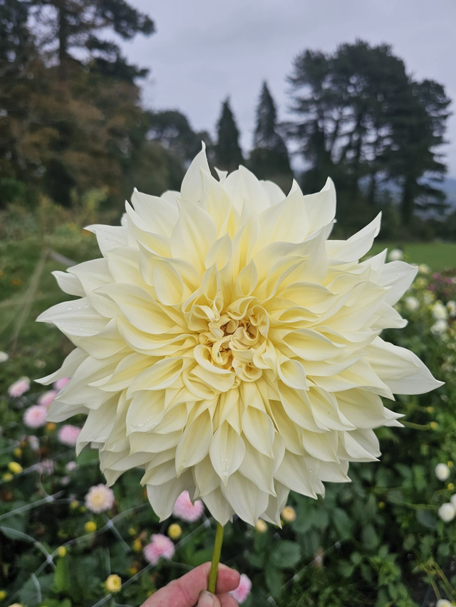 Cut and Create a Vase of Dahlias ~ Wednesday 20th August - 5pm - 8pm