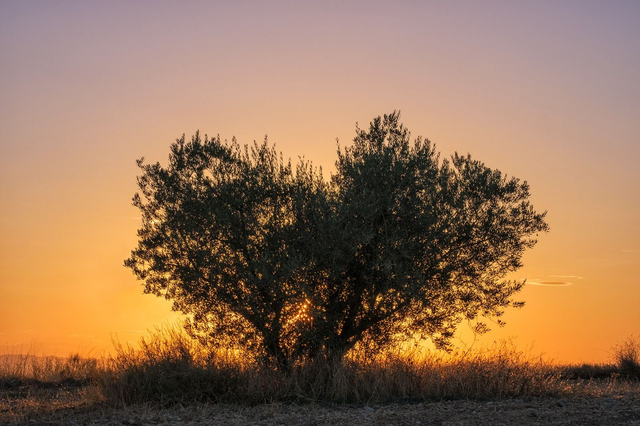 L'olivier amoureux 50x75
