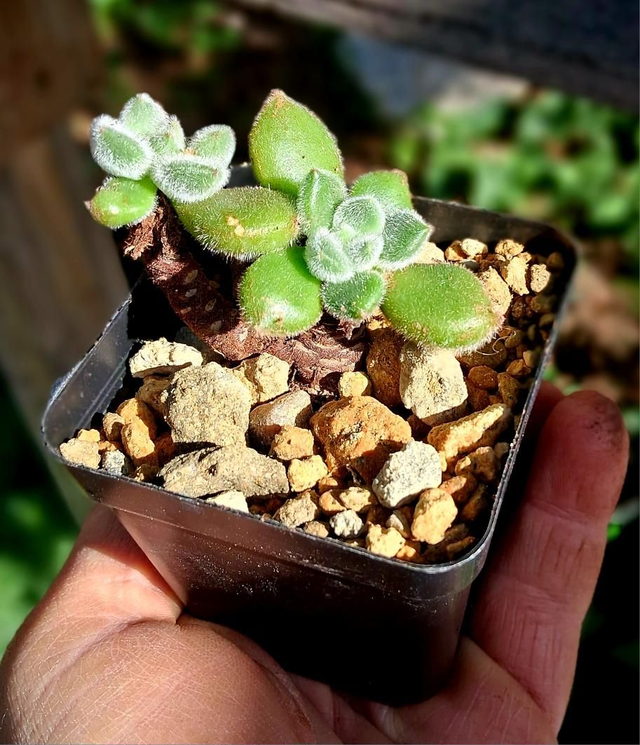 D172 . Echeveria Bombycina in vaso 7x7