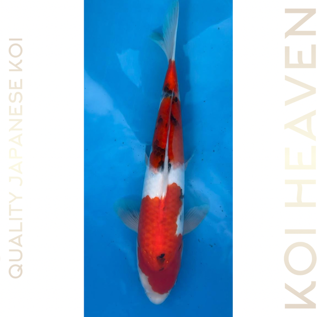 Shintaro koi farm  Sanke  Tosai  32cm