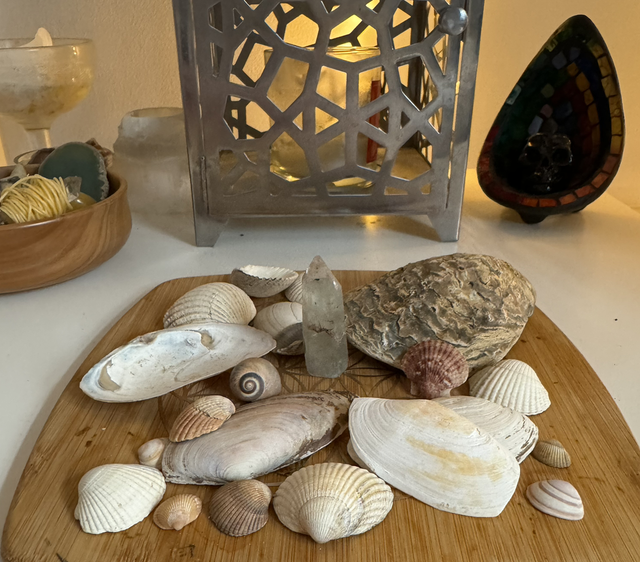 Mixed Sea Shells - Towyn, Wales