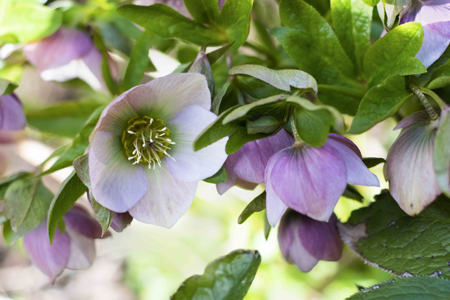 Hellebore Greetings Card