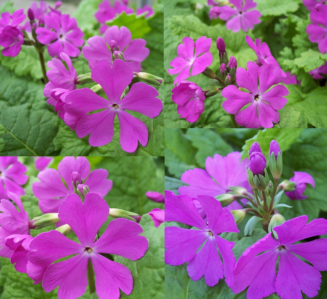 4 X plants of Primula sieboldii Pago Pago woodlander