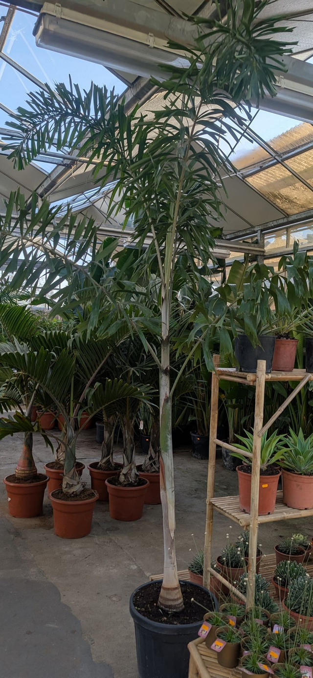 wodyetia bifurcata Fuchsschwanzpalme