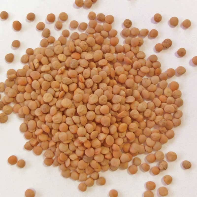 Lentille corail - ROSANA