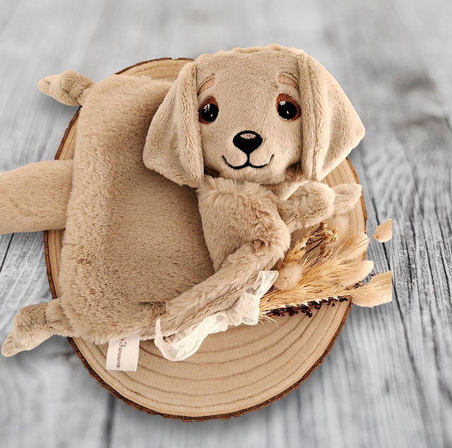 Labrador  (1)