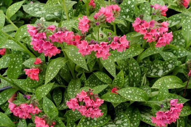 Pulmonaria 'Shrimps on the Barbie' 1.3 litre