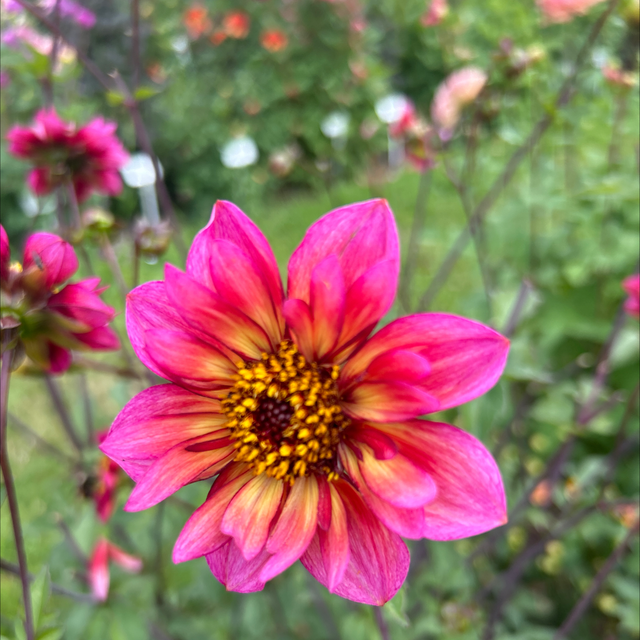 Priceless Nadine 401