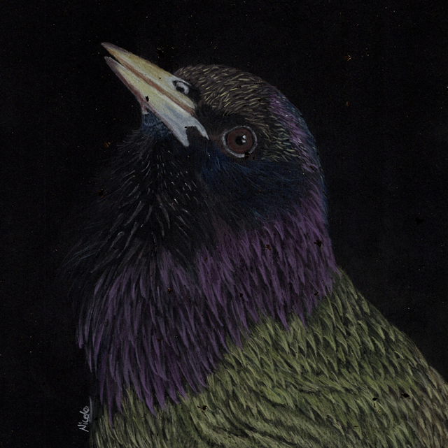 Starling - “From Darkness” series