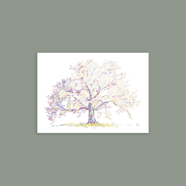 Carte postale - Sakura