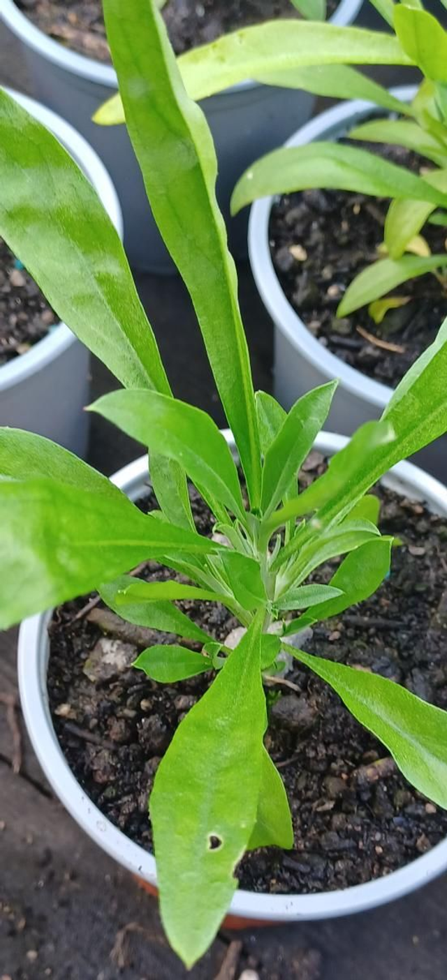 Wallflower Bedder mixed