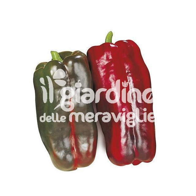 O14 . Peperone rosso innestato in Pack da 4 piantine