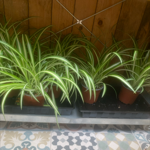 Spider Plant 