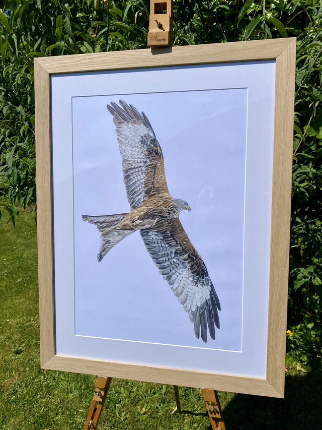 Red Kite Original Colour Pencil Drawing