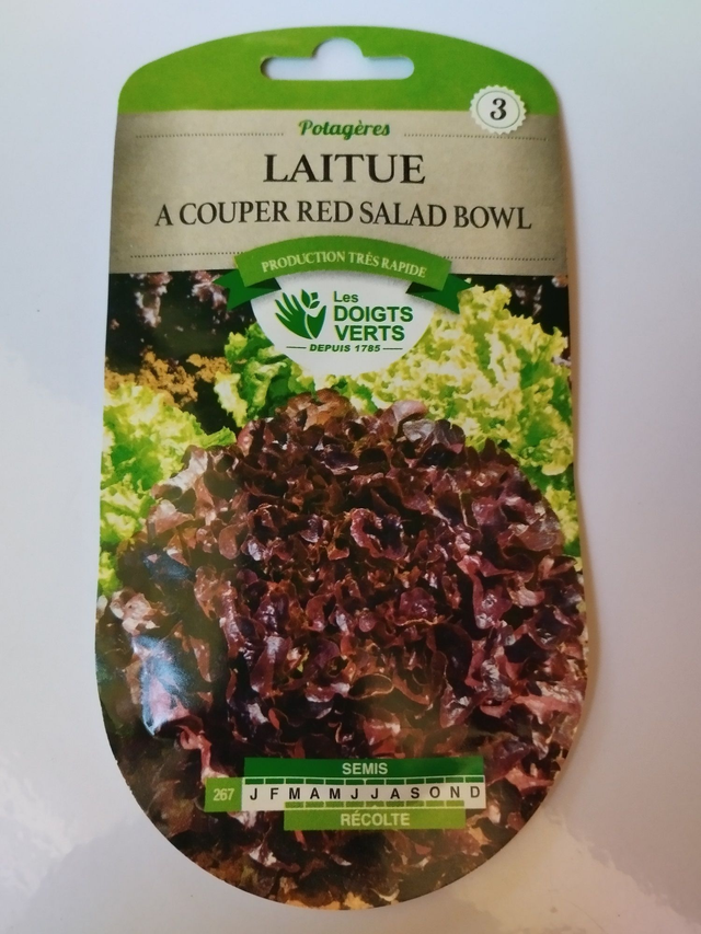 Laitue à couper Red salad bowl