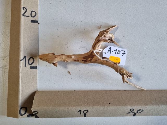 Racine araignée A-107