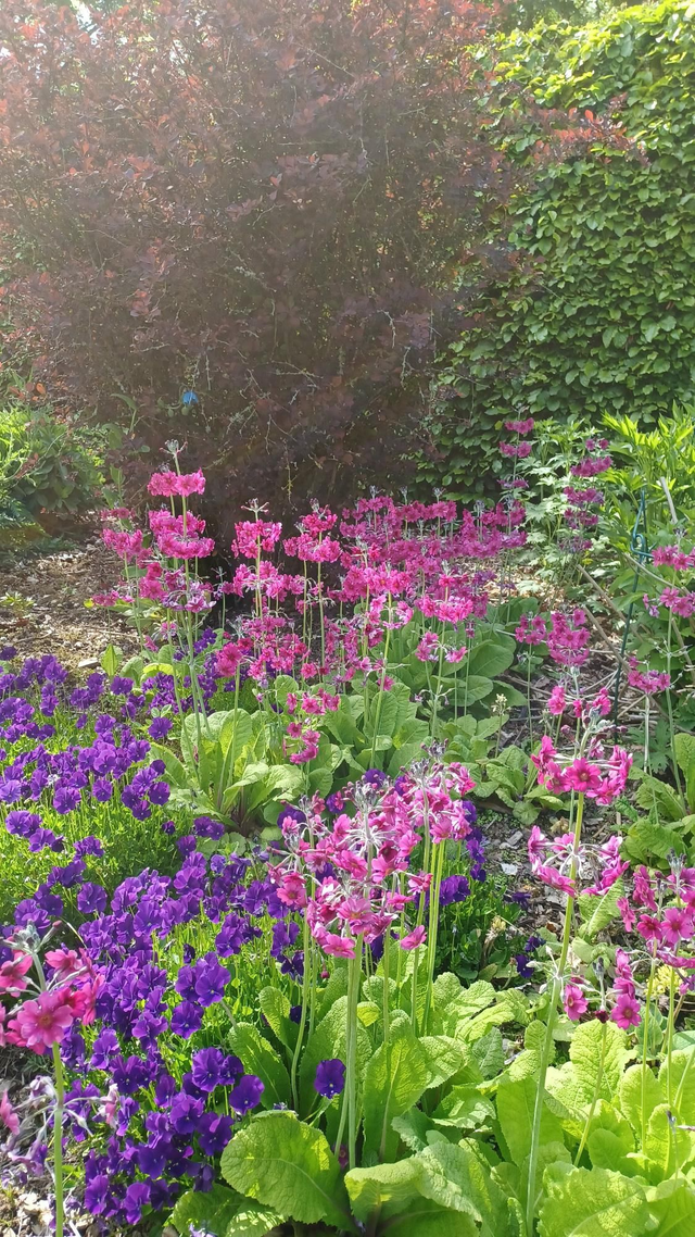 Primula pulverulenta
