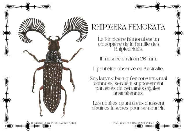 Rhipicera femorata texte