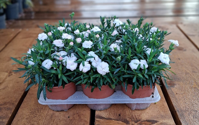 P08 . Garofano bianco