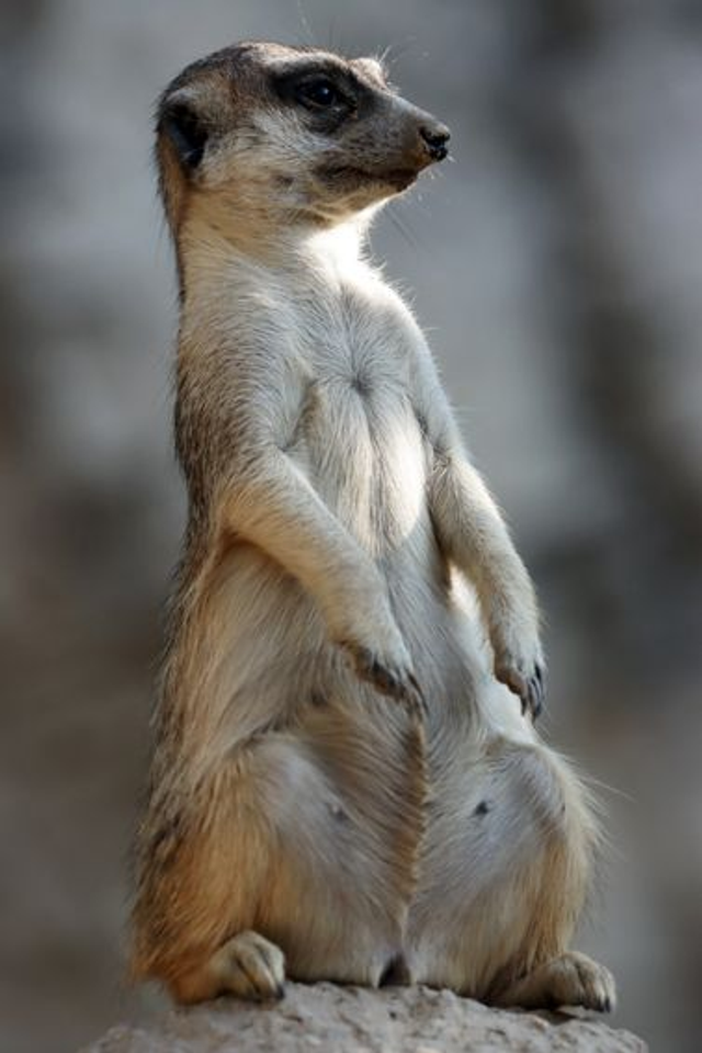 Suricate - Ref : 7340