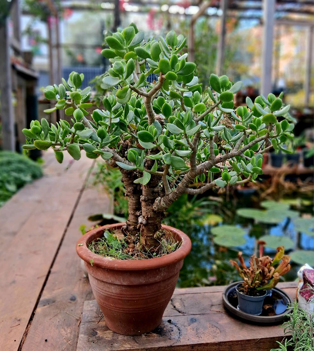 D156 . Crassula ovata (Albero di giada) in vaso di terracotta