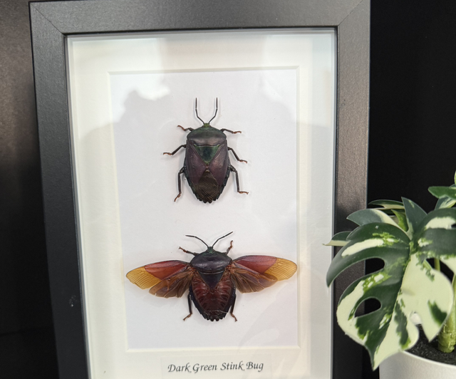Dark Green Stink Bug