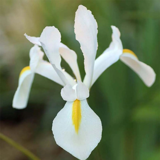 Iris de Hollande ‘White Excelsior’ – Iris x hollandica