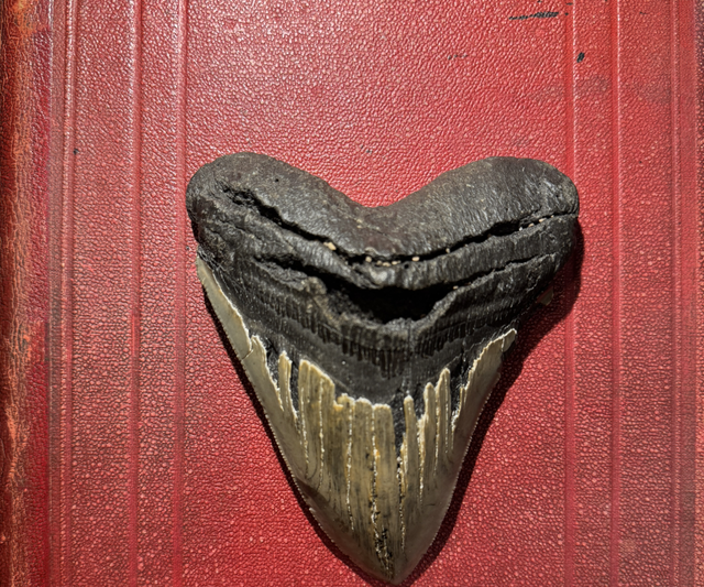 Dent fossilisée de Megalodon 9,5cm x 11cm