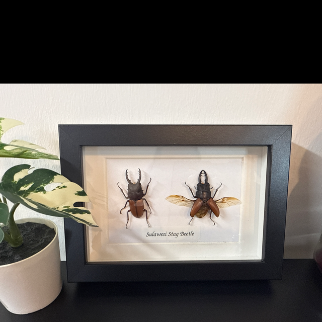 Sulawesi Stag Beetle 