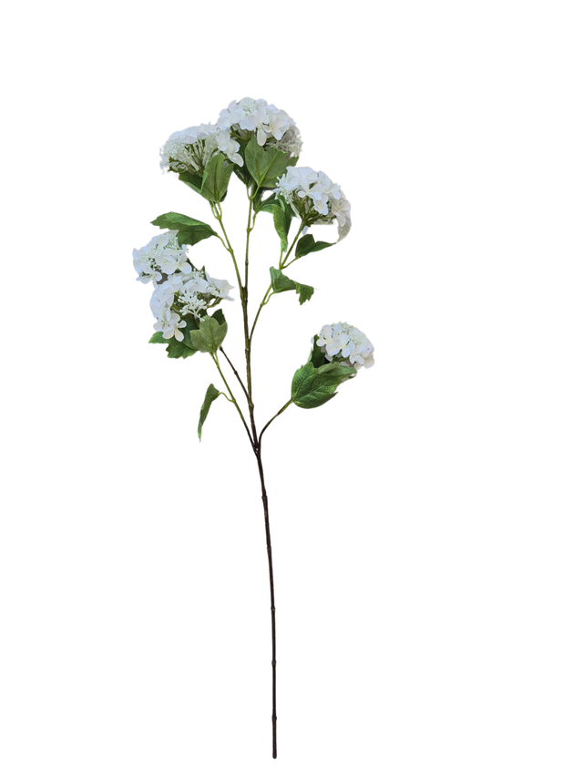 Viburnum wild wit