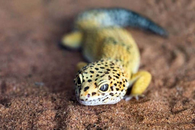 Gecko